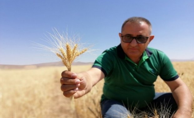 Kuraklık Buğday Verimini Yüzde 60 Düşürdü