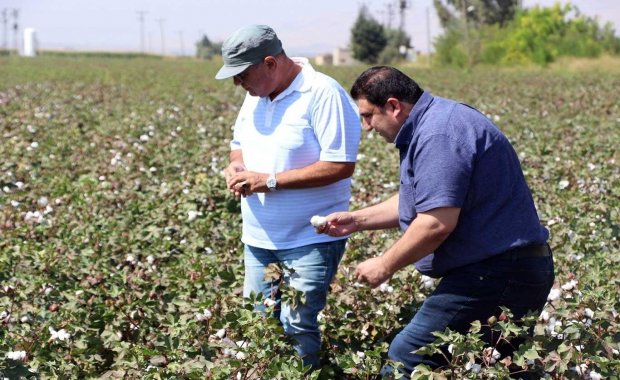 Çiftçi Dertli: Pamuk Fiyatları Dibe Vurdu